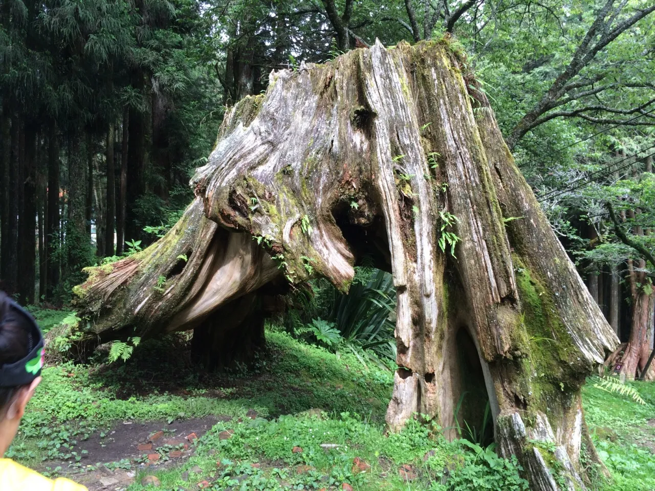 阿里山旅游攻略大全(阿里山旅游攻略大全免费)
