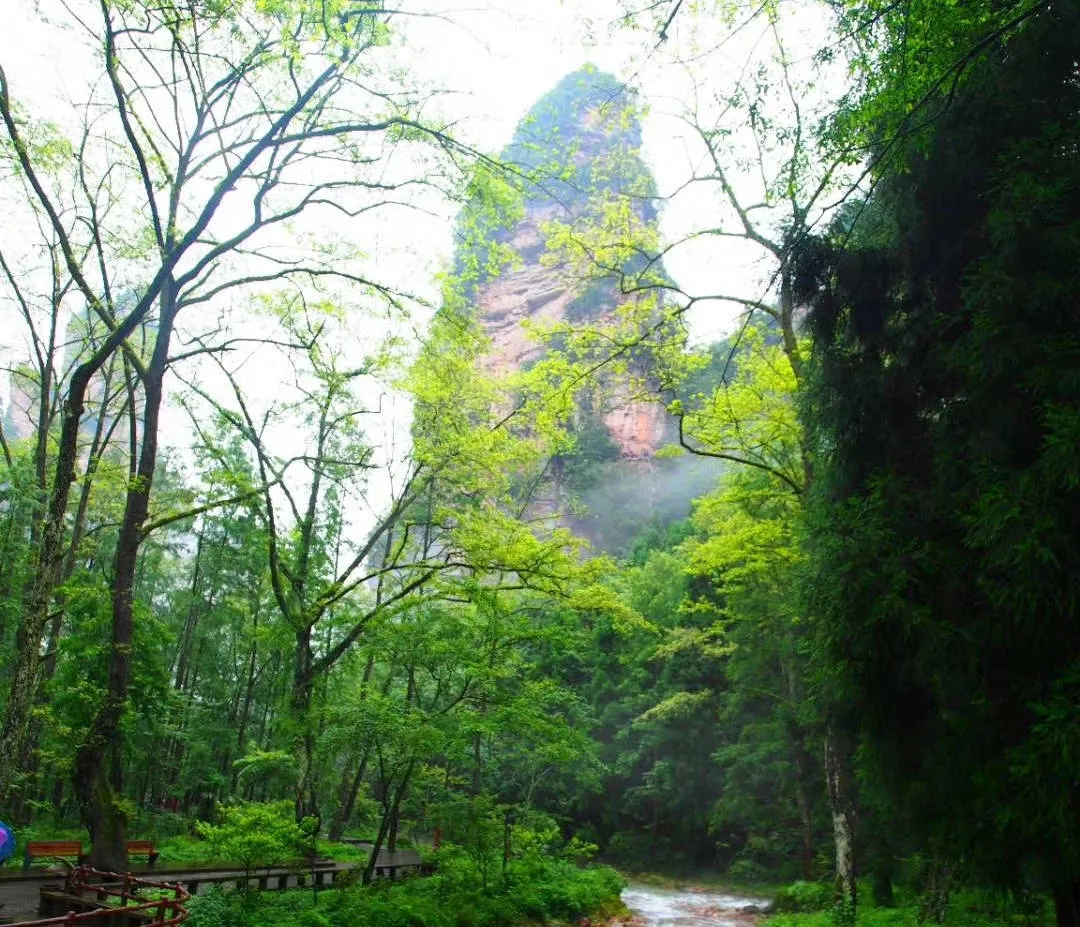张家界天门山金鞭溪(张家界金鞭溪从哪个门进去)