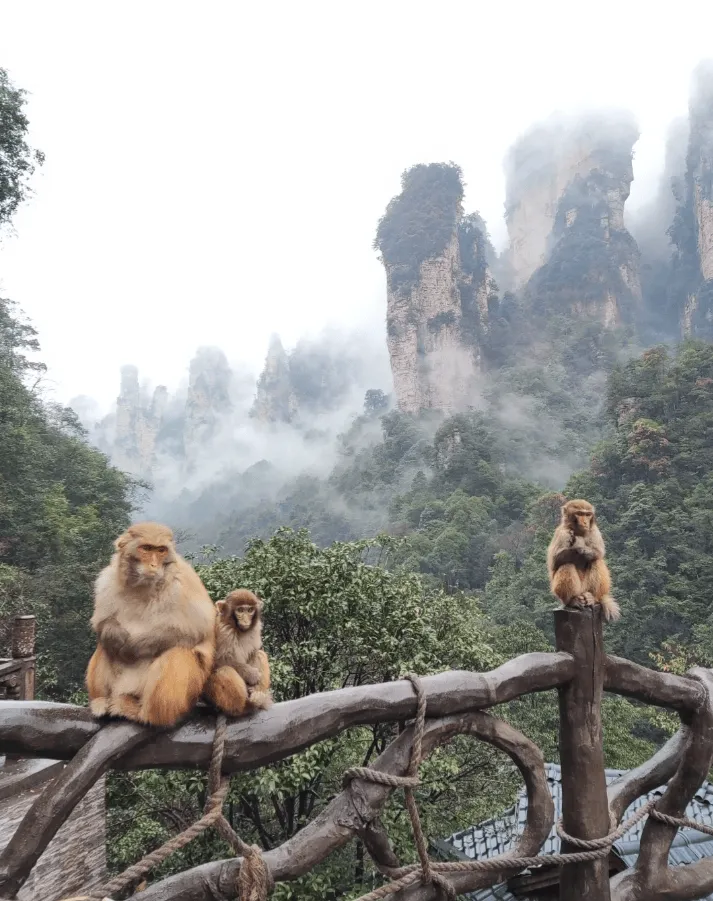 张家界旅行景区(张家界旅行景区图片)