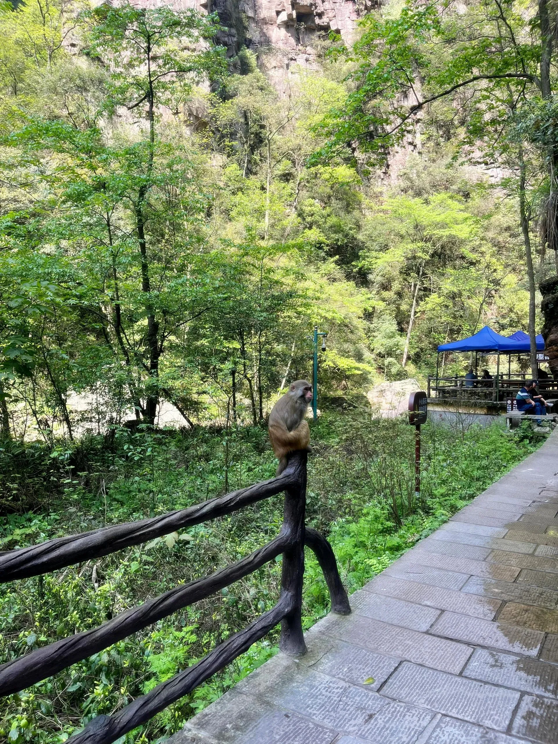 张家界天门山旅游官网(张家界天门山门票预订电话)